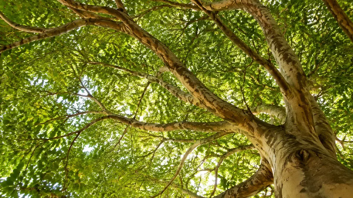 Branching tree canopy suggesting distributed networks